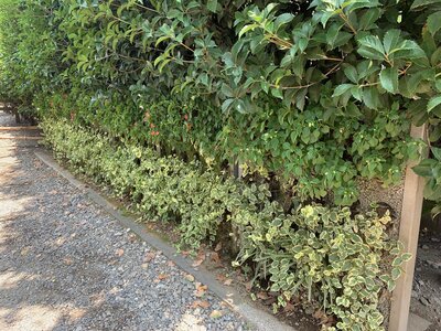 IMG_3964 (002).jpg
