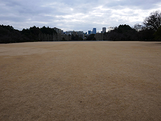 新宿御苑の休眠中の野芝 2026年2月20日撮影